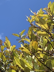 Austrolestes colensonis