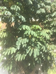 Cecropia peltata