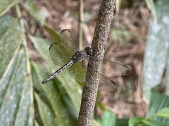 Neurothemis terminata