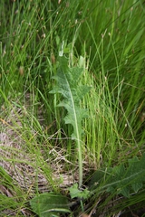 Cirsium pumilum