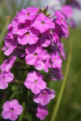 Phlox maculata
