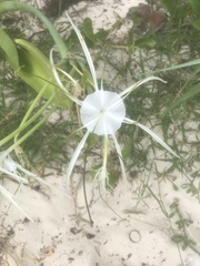 Hymenocallis littoralis