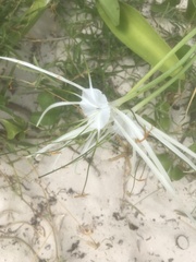 Hymenocallis littoralis