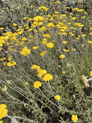 Helichrysum rutilans