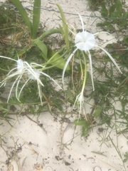 Hymenocallis littoralis