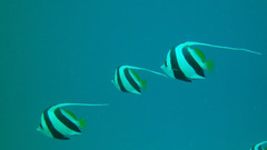 Heniochus diphreutes