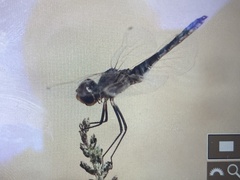 Selysiothemis nigra