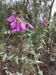 Polygala fruticosa