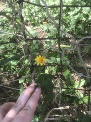 Wedelia acapulcensis