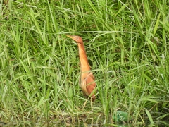 Ixobrychus cinnamomeus