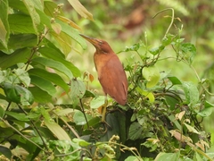 Ixobrychus cinnamomeus