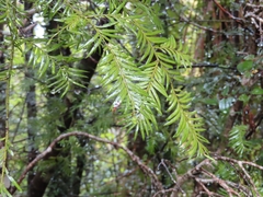 Prumnopitys ferruginea