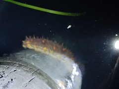 Apostichopus californicus