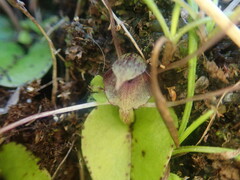 Corybas hatchii