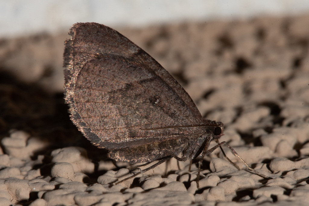 Stamnodes cassinoi