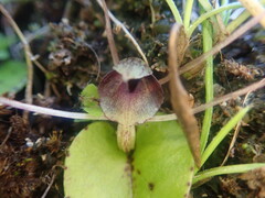 Corybas hatchii