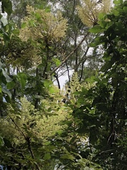 Aralia decaisneana