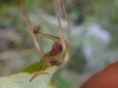 Corybas hatchii
