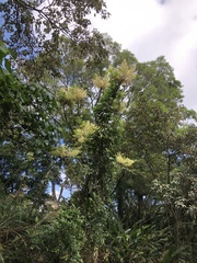 Aralia decaisneana