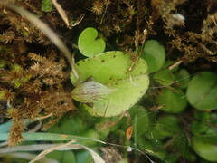 Corybas hatchii