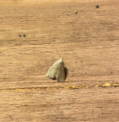 Hypenodes fractilinea