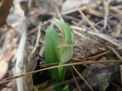 Pterostylis venosa