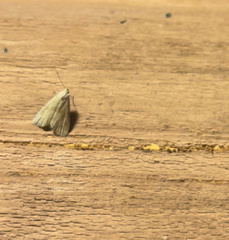 Hypenodes fractilinea