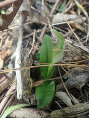 Pterostylis venosa