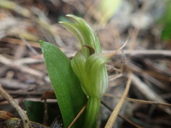 Pterostylis venosa