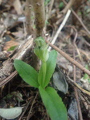 Pterostylis venosa