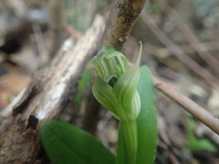 Pterostylis venosa
