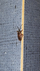 Gastrodes pacificus