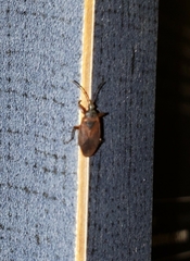 Gastrodes pacificus