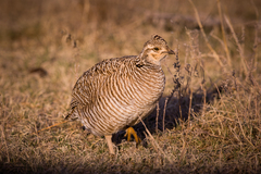 Tympanuchus pallidicinctus