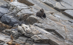 Arctocephalus forsteri