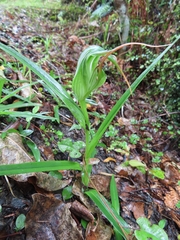 Pterostylis banksii