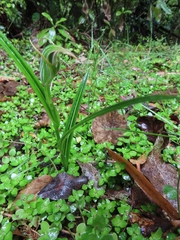 Pterostylis banksii