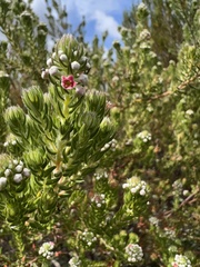 Phylica pinea