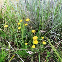 Leptorhynchos squamatus