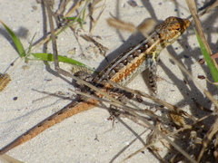 Sceloporus cozumelae