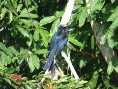 Crotophaga major
