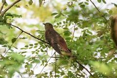 Cuculus poliocephalus