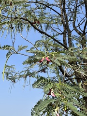 Sesbania grandiflora