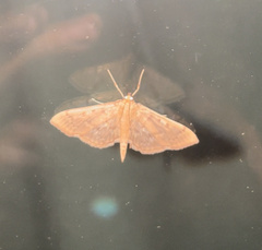 Herpetogramma aeglealis