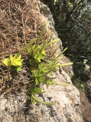 Peperomia urvilleana