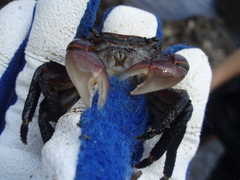 Pachygrapsus crassipes