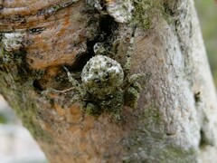 Stephanopis altifrons