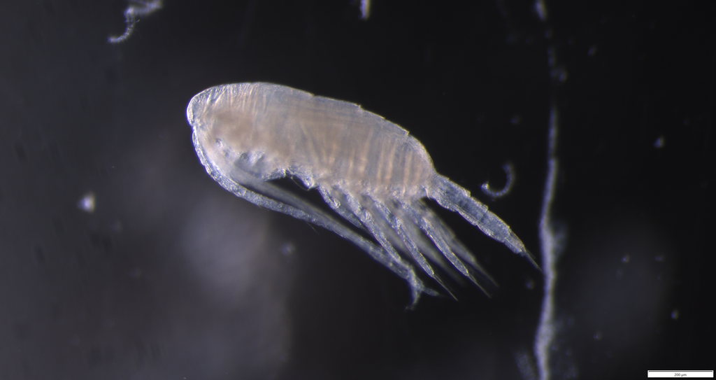 Metridia longa longa