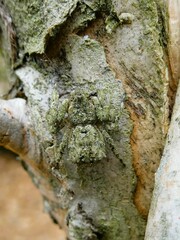 Stephanopis altifrons