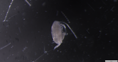 Microcalanus